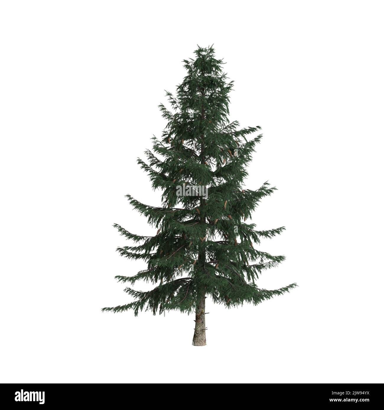 3d illustration of picea abies tree isolated on white background Stock Photo