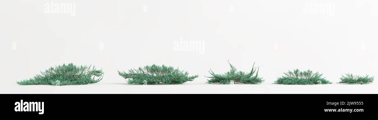 3d illustration of set juniperus horizontalis tree isolated on white background Stock Photo