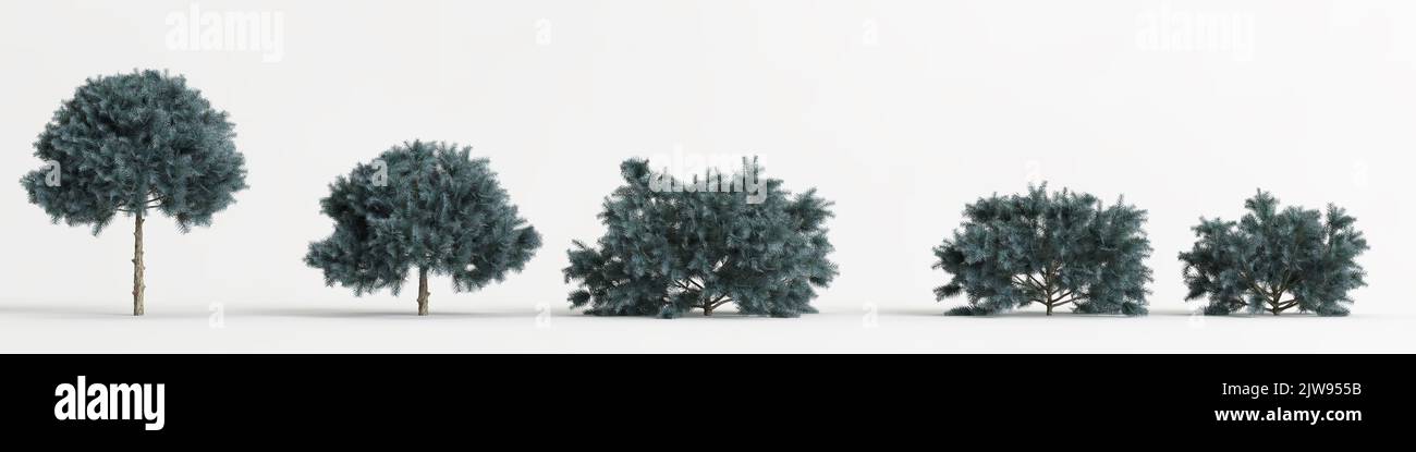 3d illustration of set picea pungens glauca globosa tree isolated on white background Stock Photo