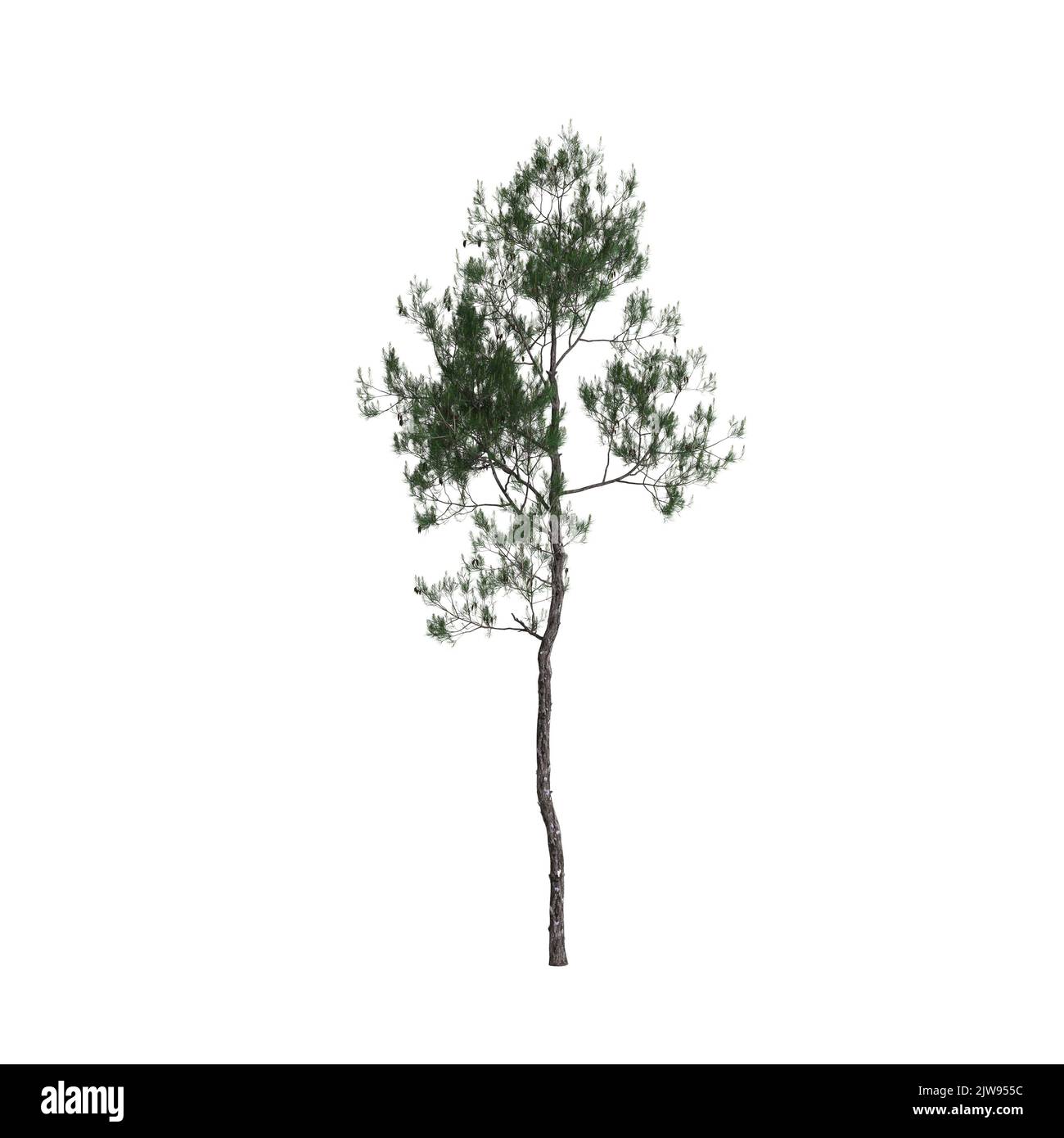 3d illustration of pinus dalatensis tree isolated on white background Stock Photo