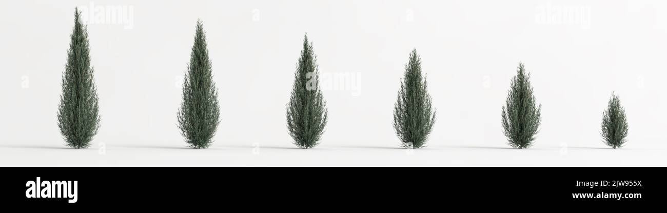 3d illustration of set juniperus scopulorum wichita blue tree isolated on white background Stock Photo