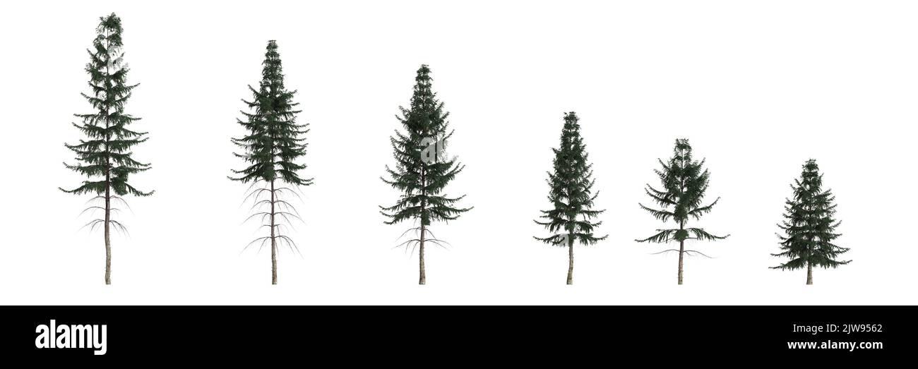 3d illustration of set picea abies tree isolated on white background Stock Photo