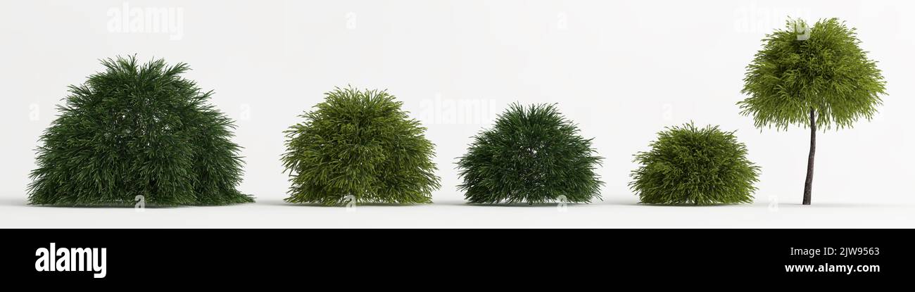 3d illustration of set cryptomeria japonica globosa nana tree isolated on white background Stock Photo