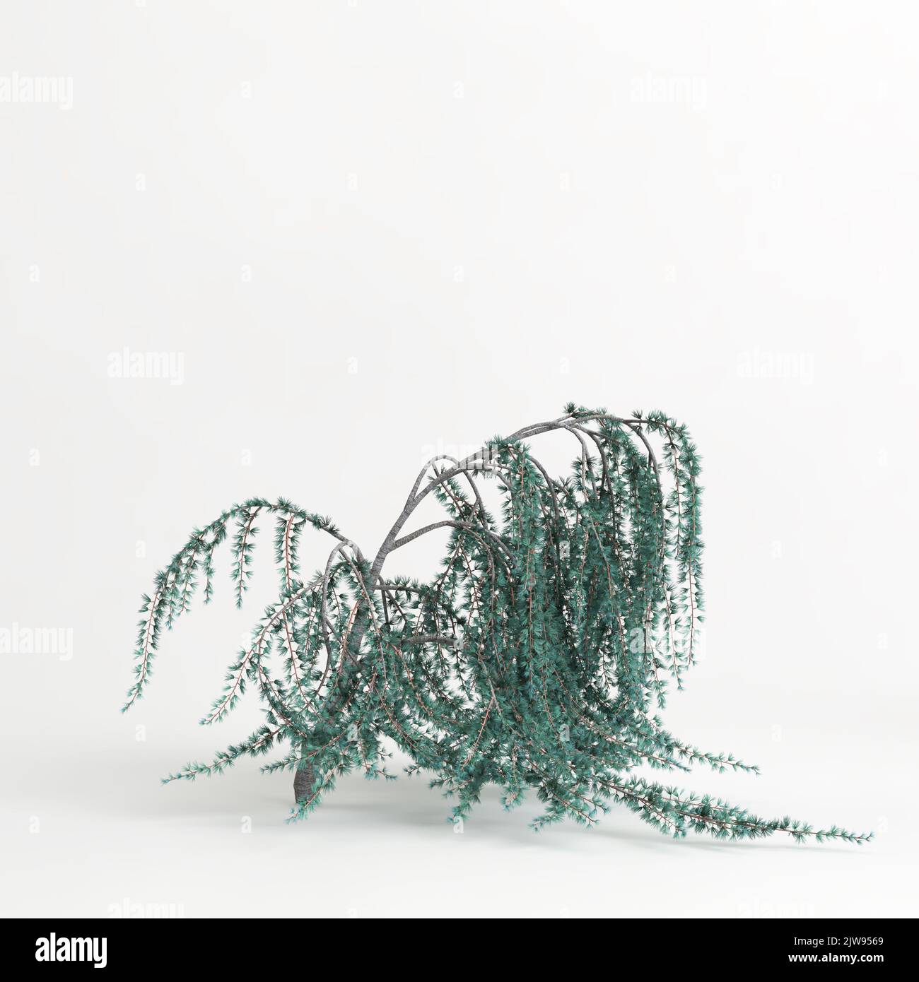 3d illustration of cedrus atlantica glauca pendula tree isolated on white background Stock Photo