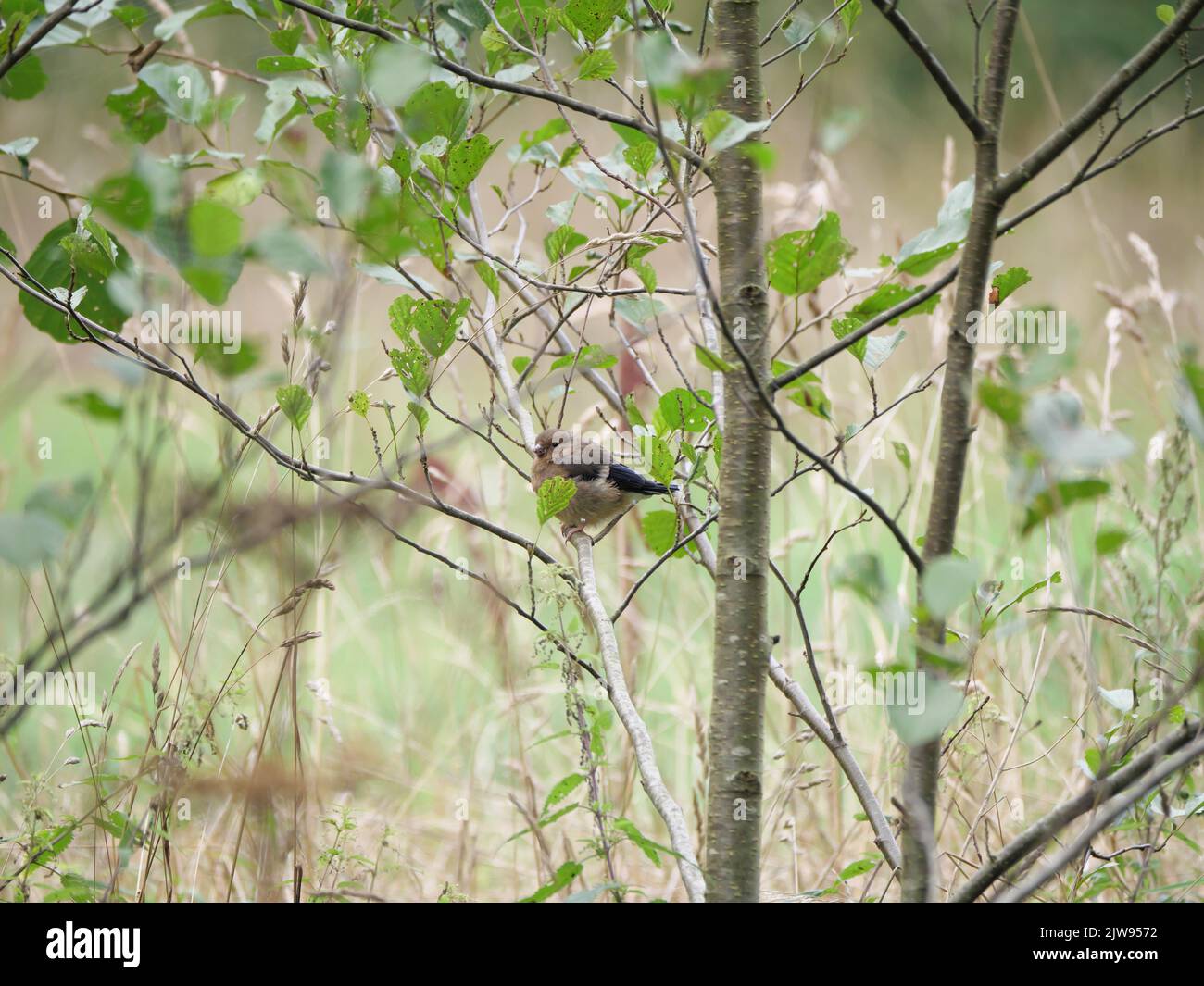 A young bullfinch sits in a bush and is fed by its mother Stock Photo