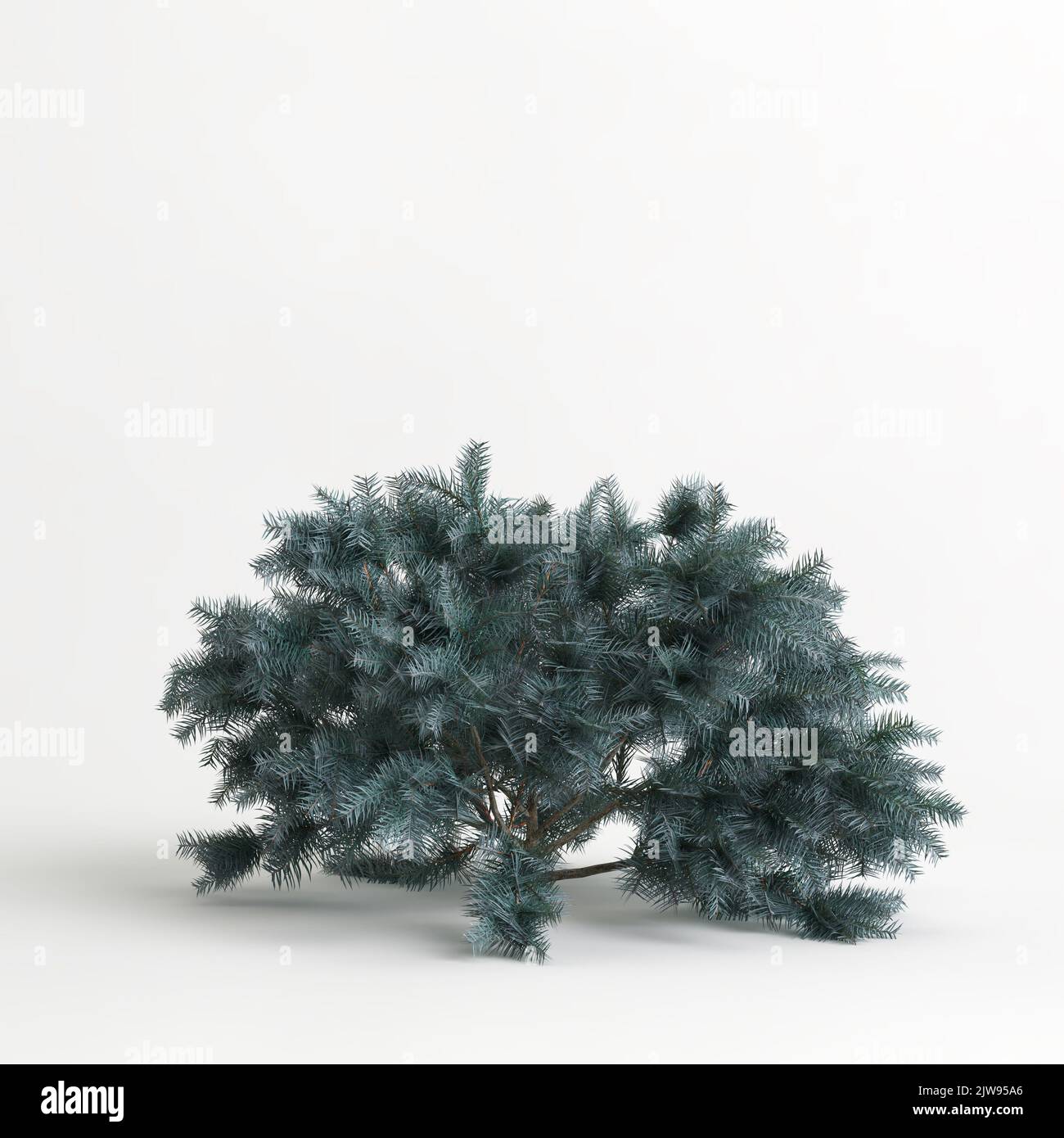 3d illustration of picea pungens glauca globosa tree isolated on white background Stock Photo