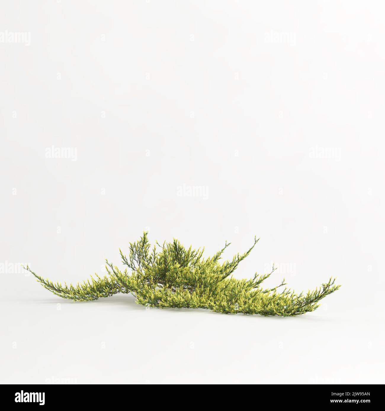 3d illustration of juniperus horizontalis golden carpet tree isolated on white background Stock Photo