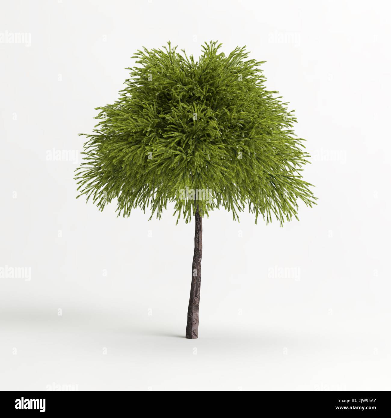 3d illustration of cryptomeria japonica globosa nana tree isolated on white background Stock Photo