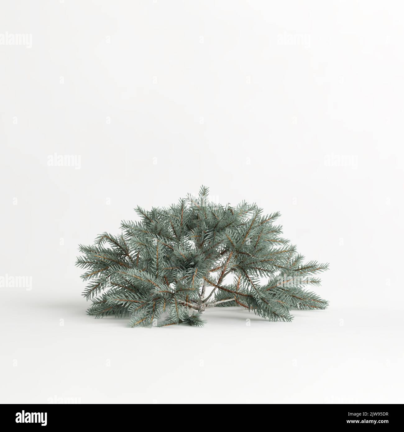 3d illustration of picea pungens glauca procumbens tree isolated on white background Stock Photo