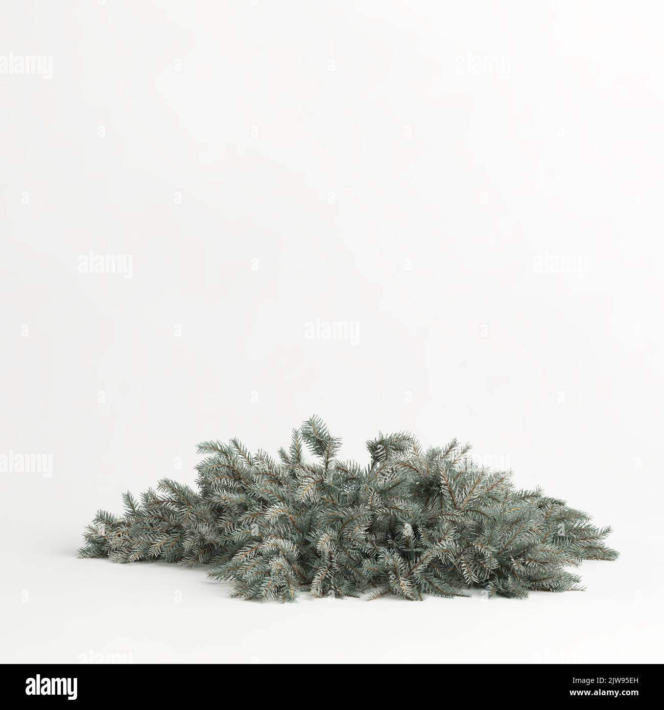 3d illustration of picea pungens glauca procumbens tree isolated on white background Stock Photo