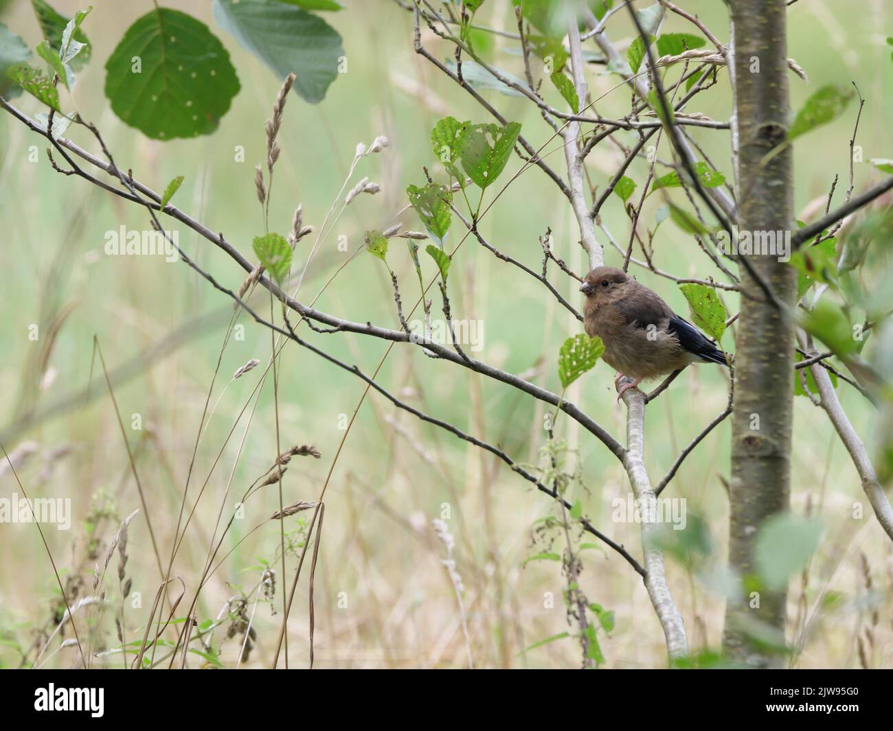 A young bullfinch sits in a bush and is fed by its mother Stock Photo