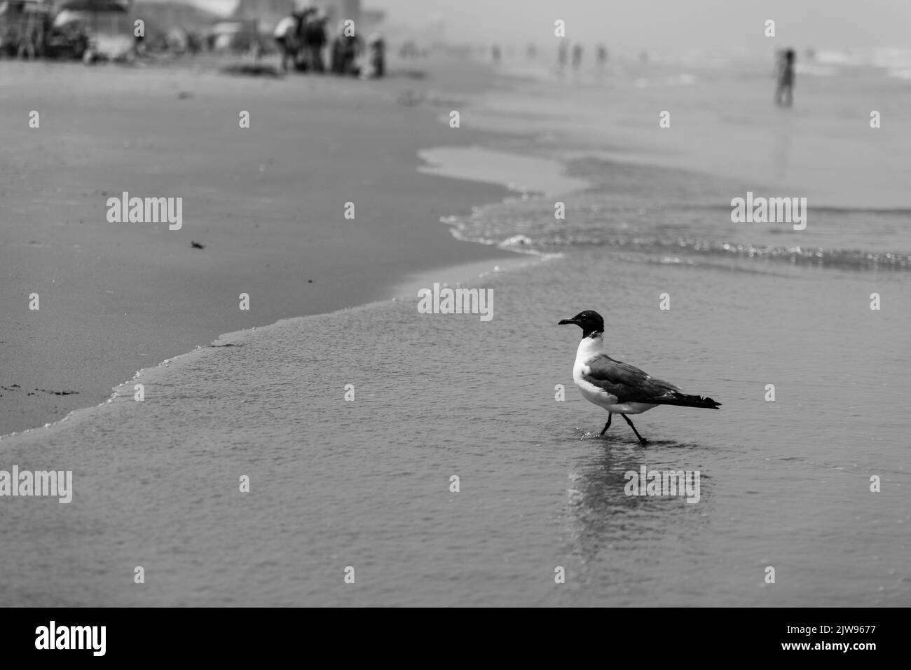 A seagull walking in the water at South Padre Island Stock Photo Alamy