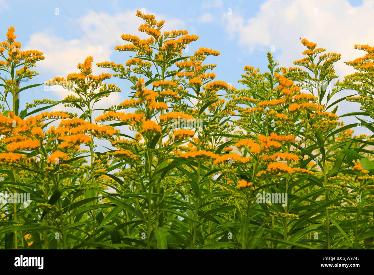 Green plants with yellow flowers Solidago goldenrod against the blue sky and white clouds. Beautiful natural wallpaper. Nature and flora. Bright sunny Stock Photo