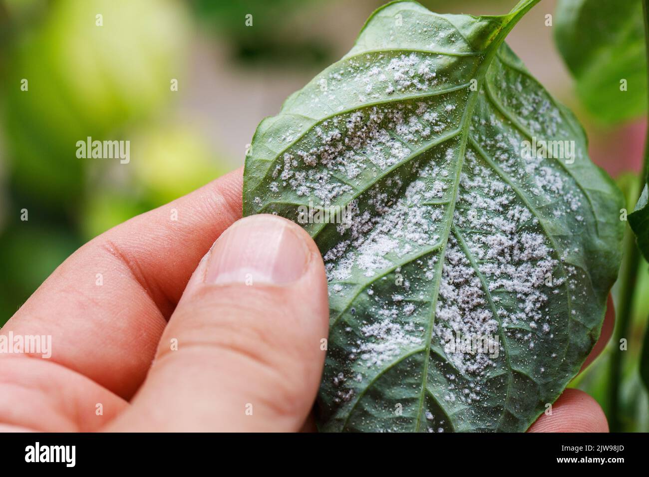 Insect pests, aphid, on the shoots and fruits of plants, Spider mite on flowers. Pepper leaves attacked by malicious insects. Stock Photo