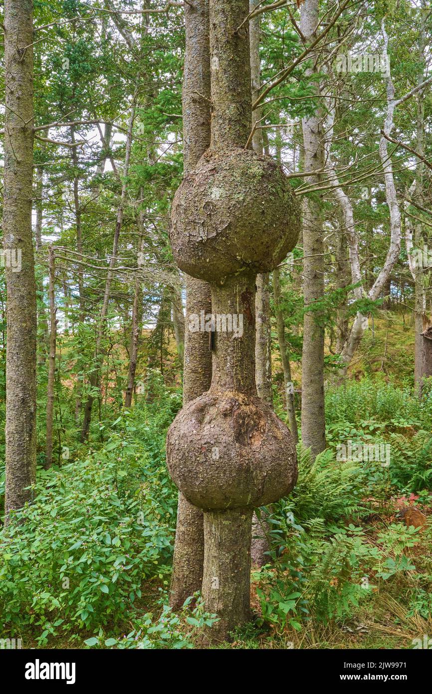 While other species of trees produce burls, in Nova Scotia pine trees