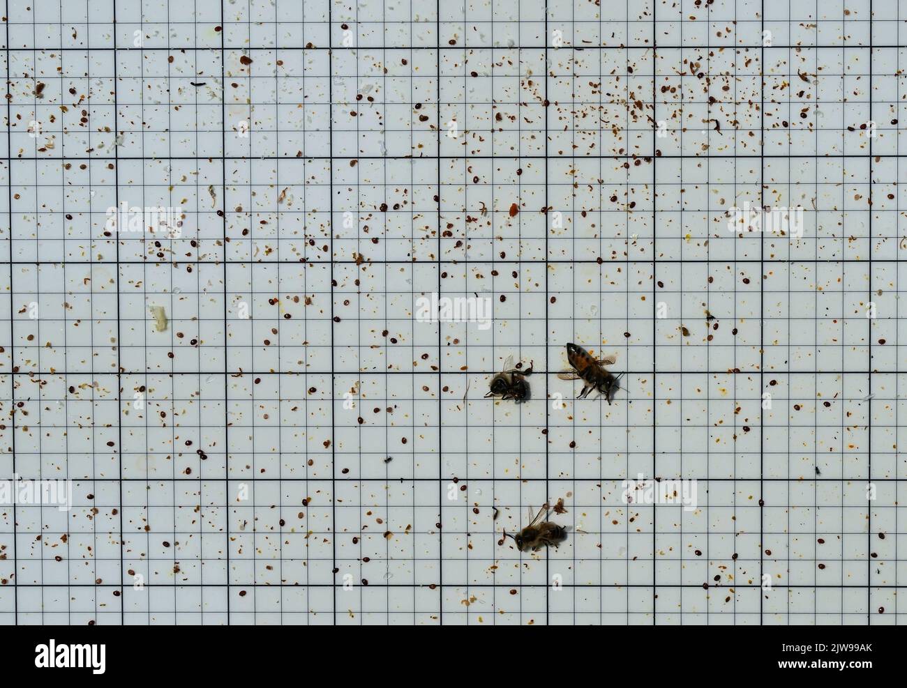 A varroa mite trap that was removed from a bee hive at a Simon Fraser ...