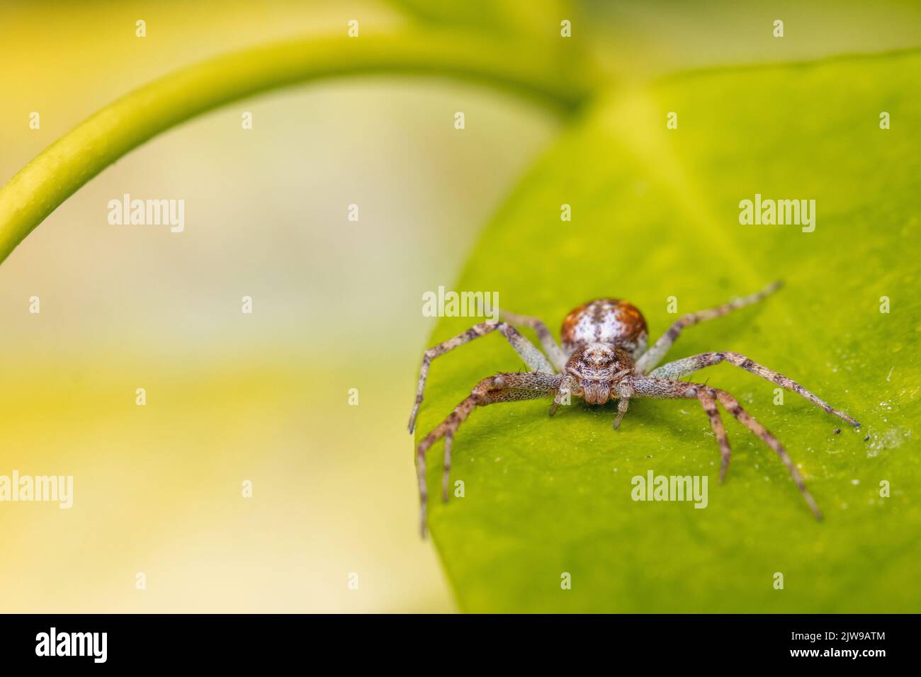 Running crab spider (Philodromus c.f. cespitum) on the leaf of a star