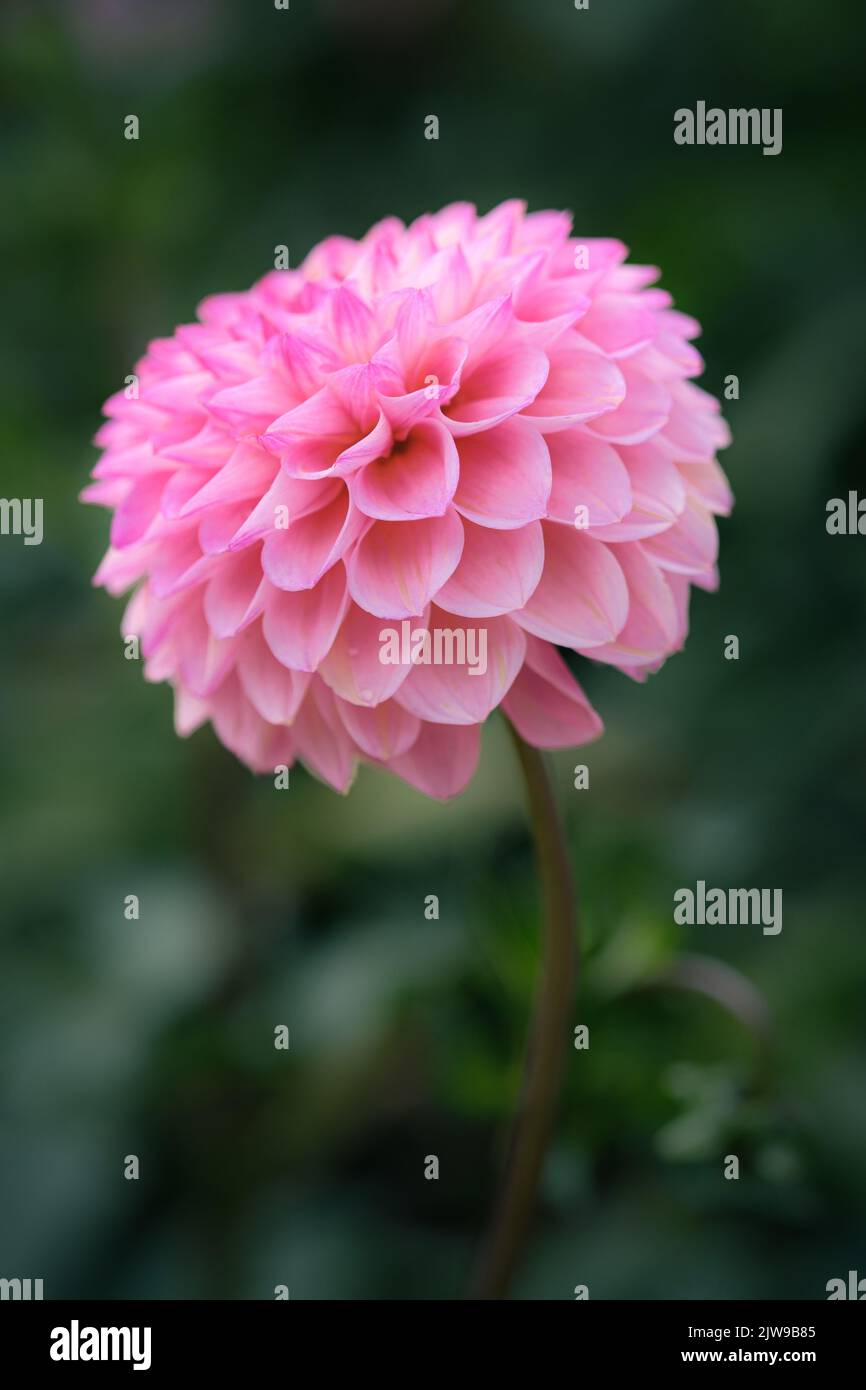 Close Up of a Pink Dahlia Flower Stock Photo