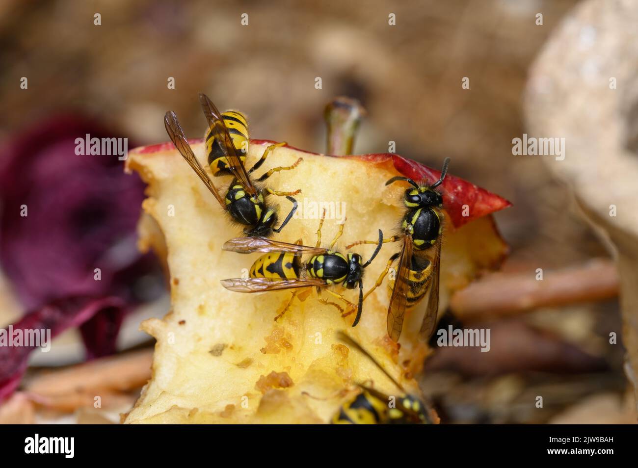 Common wasps (Vespula vulgaris) eating an apple core. Stock Photo