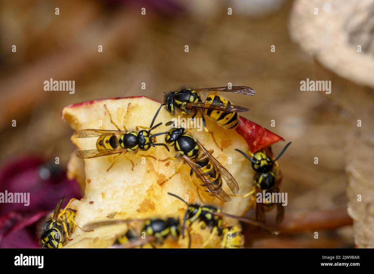 Common wasps (Vespula vulgaris) eating an apple core. Stock Photo