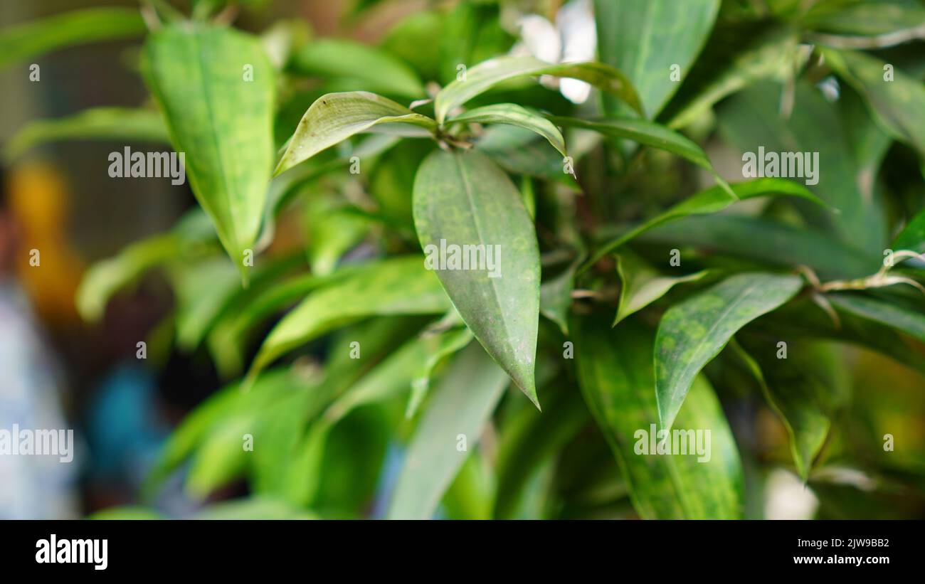 A selective focus shot of spotted dracaena (Dracaena surculosa) Stock Photo