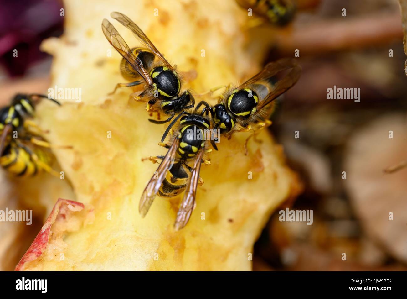 Common wasps (Vespula vulgaris) eating an apple core. Stock Photo