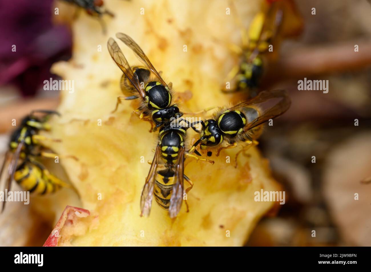 Common wasps (Vespula vulgaris) eating an apple core. Stock Photo