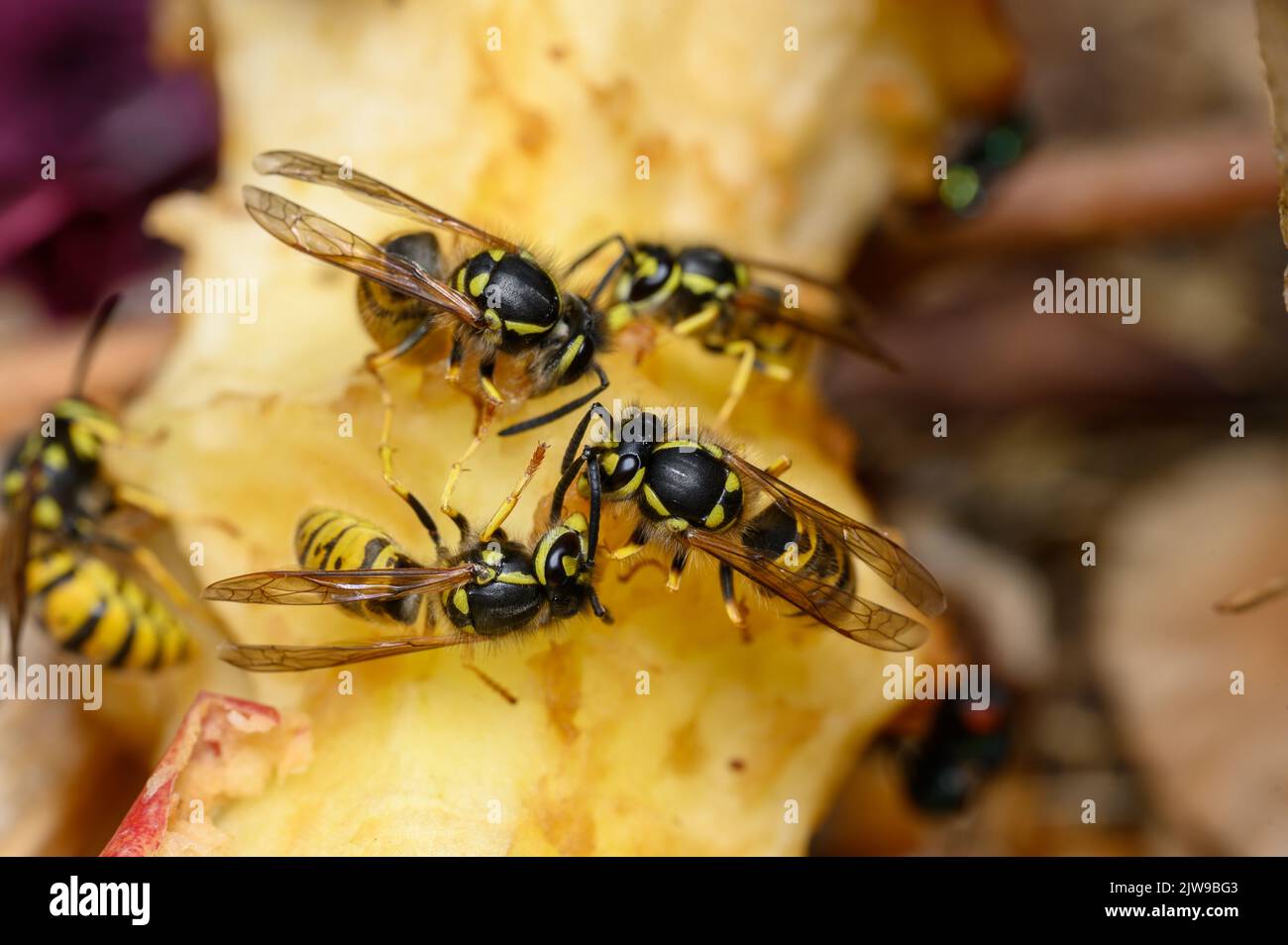 Common wasps (Vespula vulgaris) eating an apple core. Stock Photo