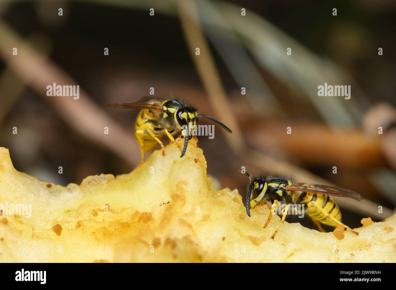 Common wasp (Vespula vulgaris) on apple core. Stock Photo