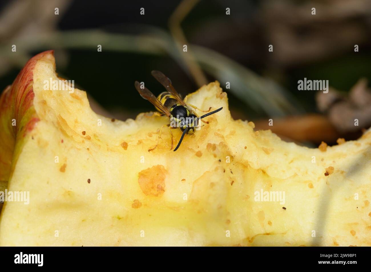 Common wasp (Vespula vulgaris) on apple core Stock Photo Alamy