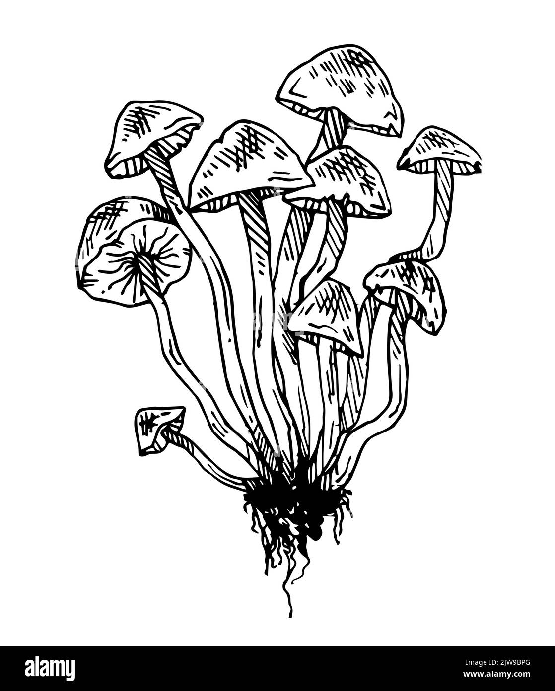 Bunch of mushrooms. Edible and non-edible mushroom plants from wild forest. Outline hand drawn sketch. Drawing with ink. Isolated on white background Stock Vector