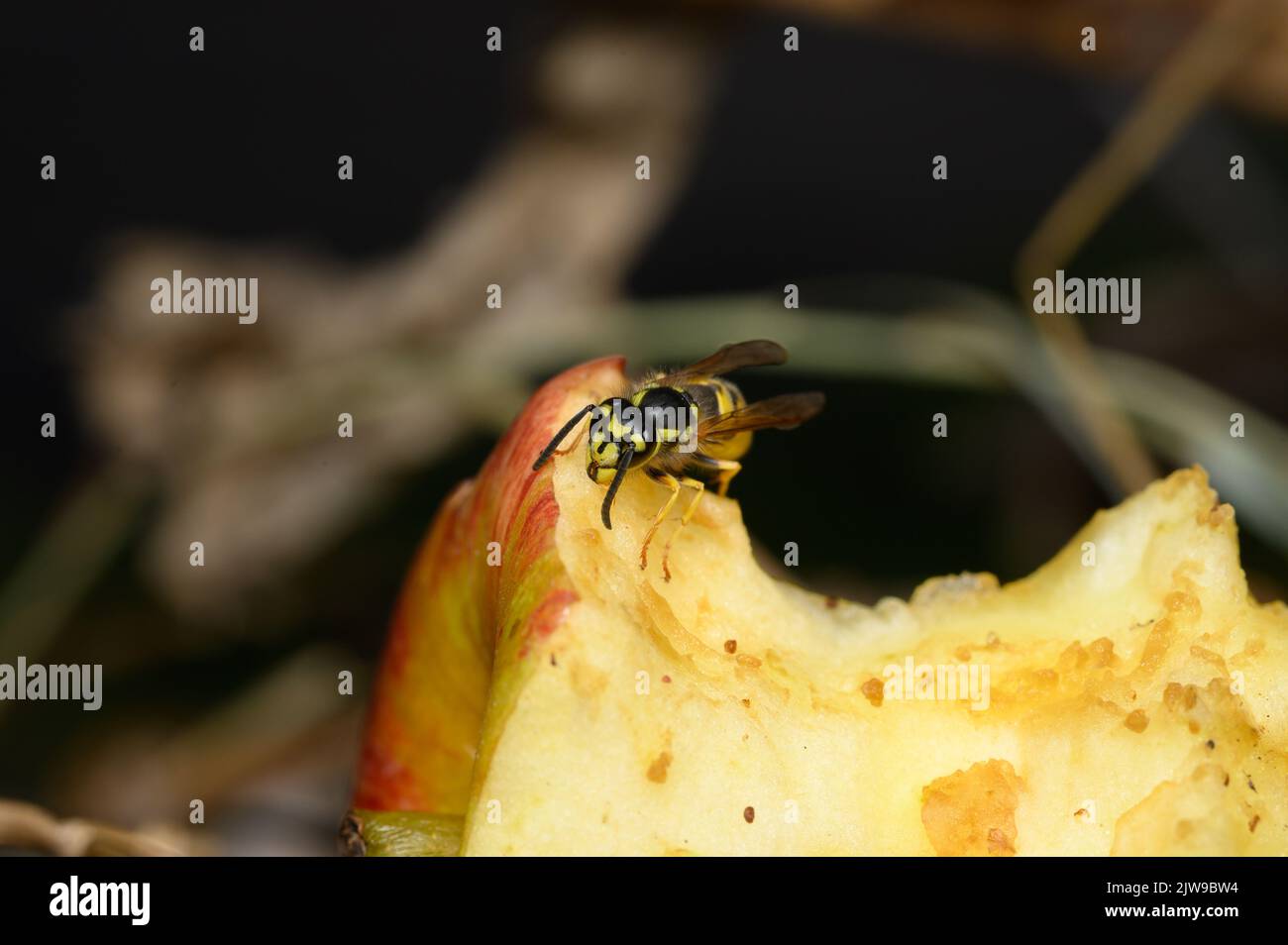 Common wasp (Vespula vulgaris) on apple core Stock Photo Alamy
