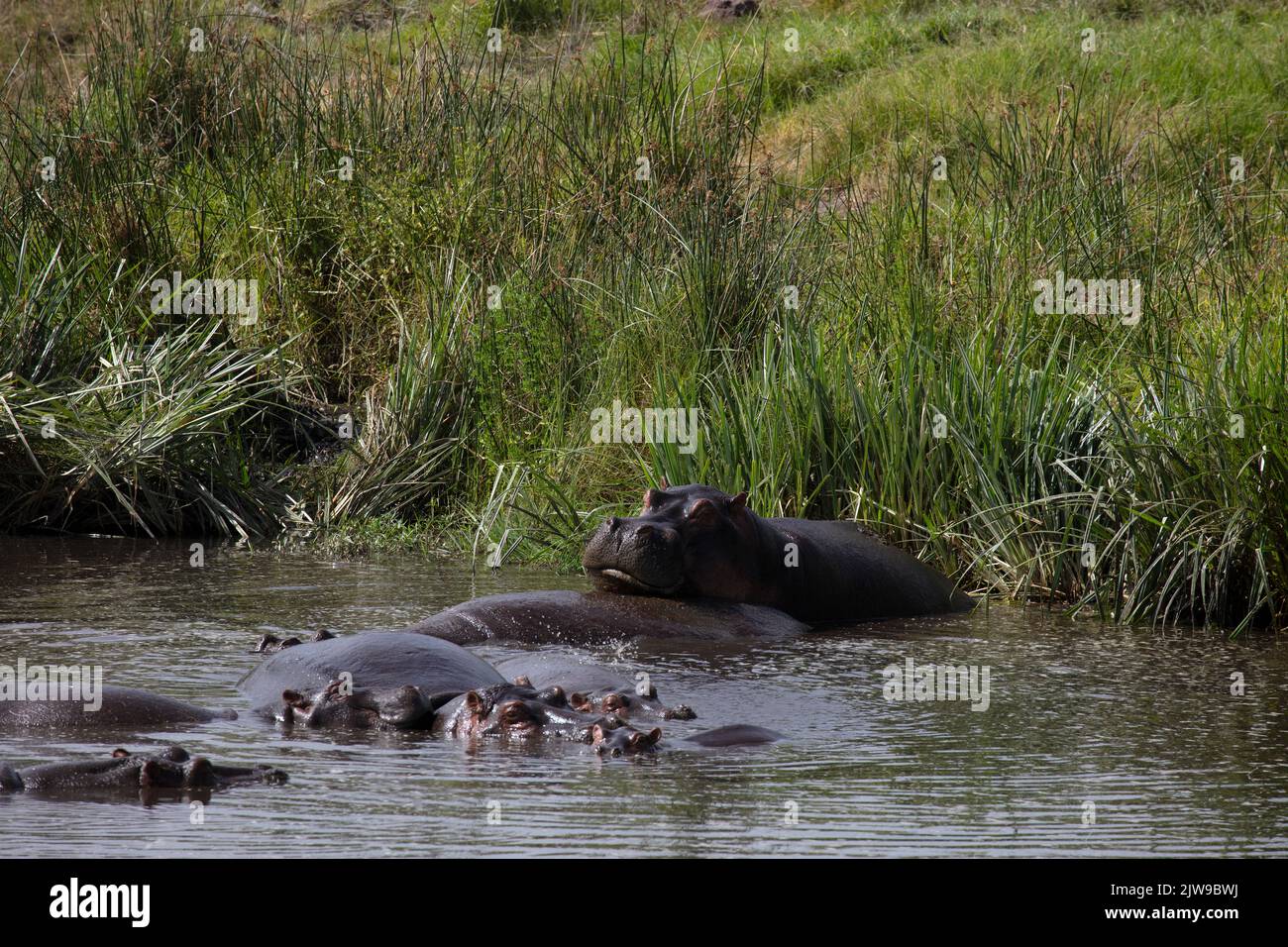 Hippopotamus (Hippopotamus amphibius), family in pond, Ngorongoro Crater, Tanzania, E Africa, by Dembinsky Photo Assoc Stock Photo