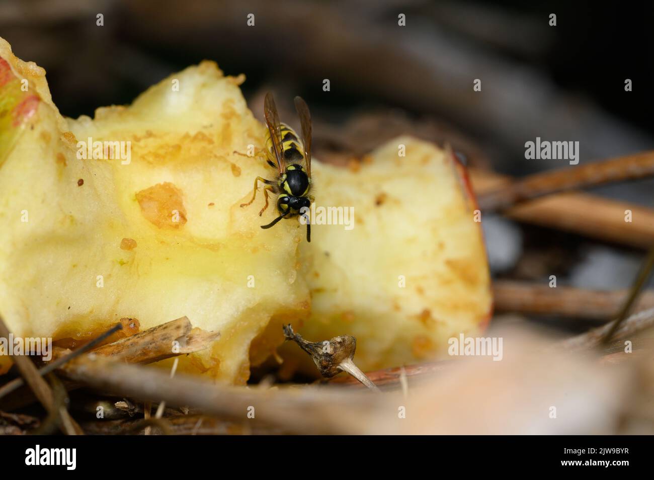 Common wasp (Vespula vulgaris) on apple core. Stock Photo