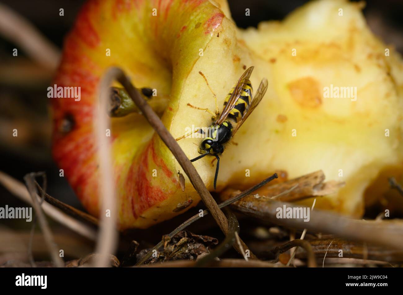 Common wasp (Vespula vulgaris) on apple core Stock Photo Alamy