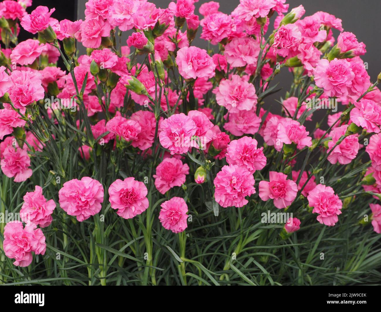 Dianthus Caryophyllus Pink Wizard flowers Stock Photo