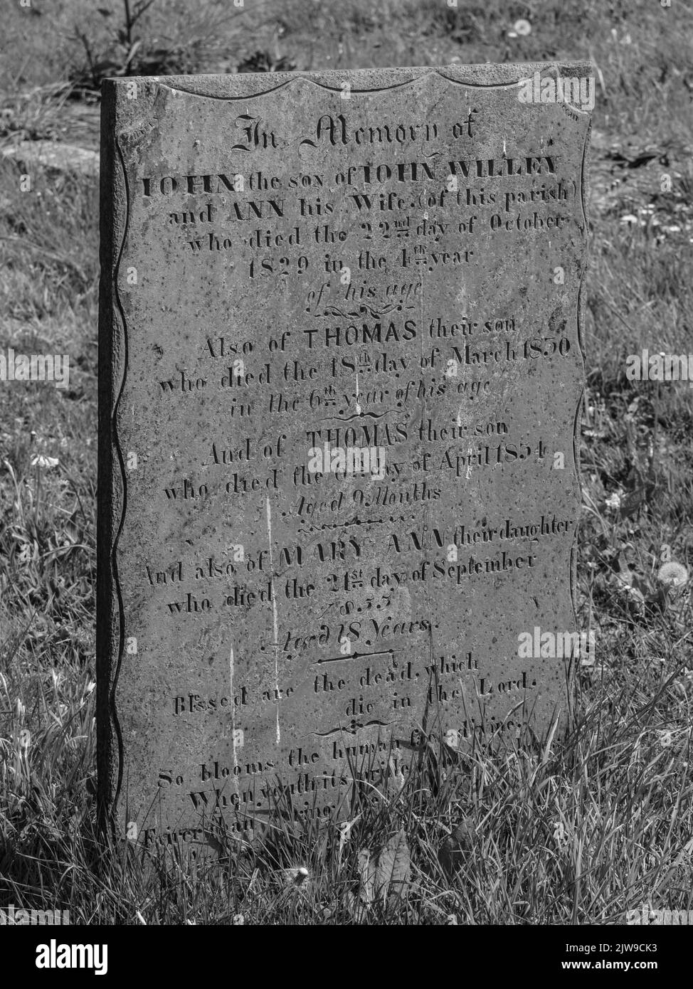 19th Century Cornish child mortality  A sad memorial to the children of John and Ann Willey.  Mullion, Cornwall. In St Mellanus church yard. Stock Photo