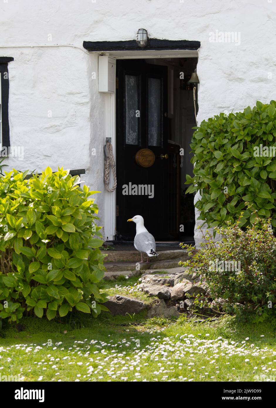 Seagull waiting for daily feed, Coverack , Cornwall. Stock Photo