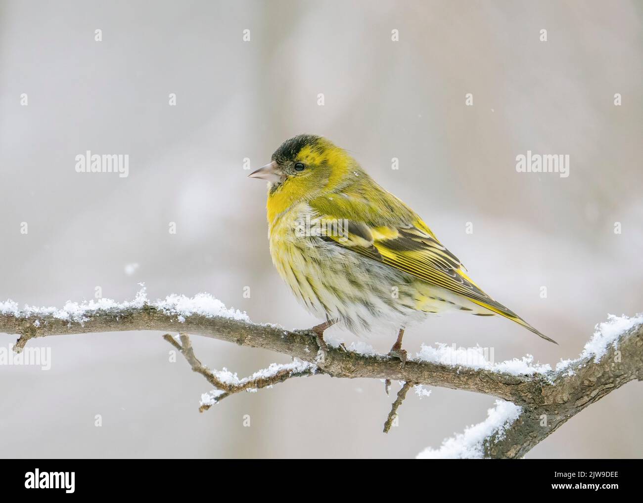 The Eurasian siskin (Spinus spinus) is a small passerine bird in the finch family Fringillidae. A male common siskin sits on a snowy branch in winter. Stock Photo