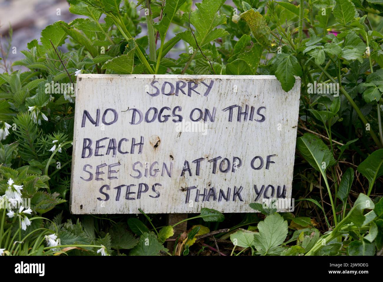 No dogs on the beach Stock Photo