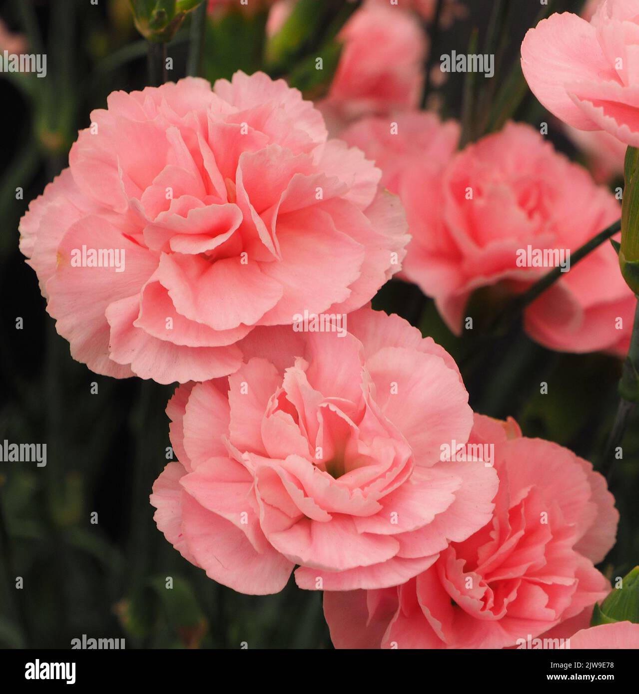 Dianthus Caryophyllus Powder Pink Stock Photo