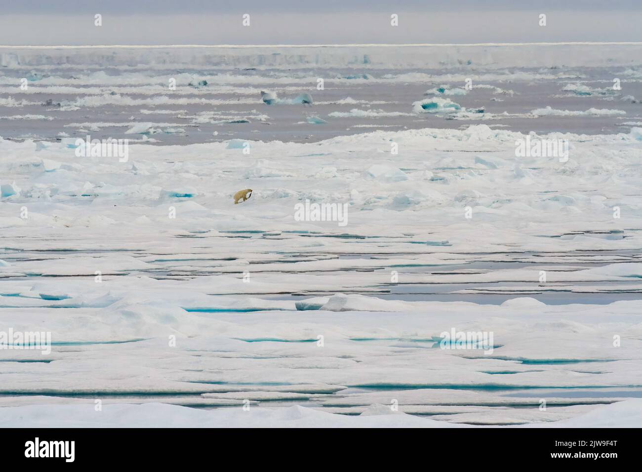 Distant view of polar bear walking across sea ice with seal meat in Beaufort Sea, Nunavut, Canada. Stock Photo