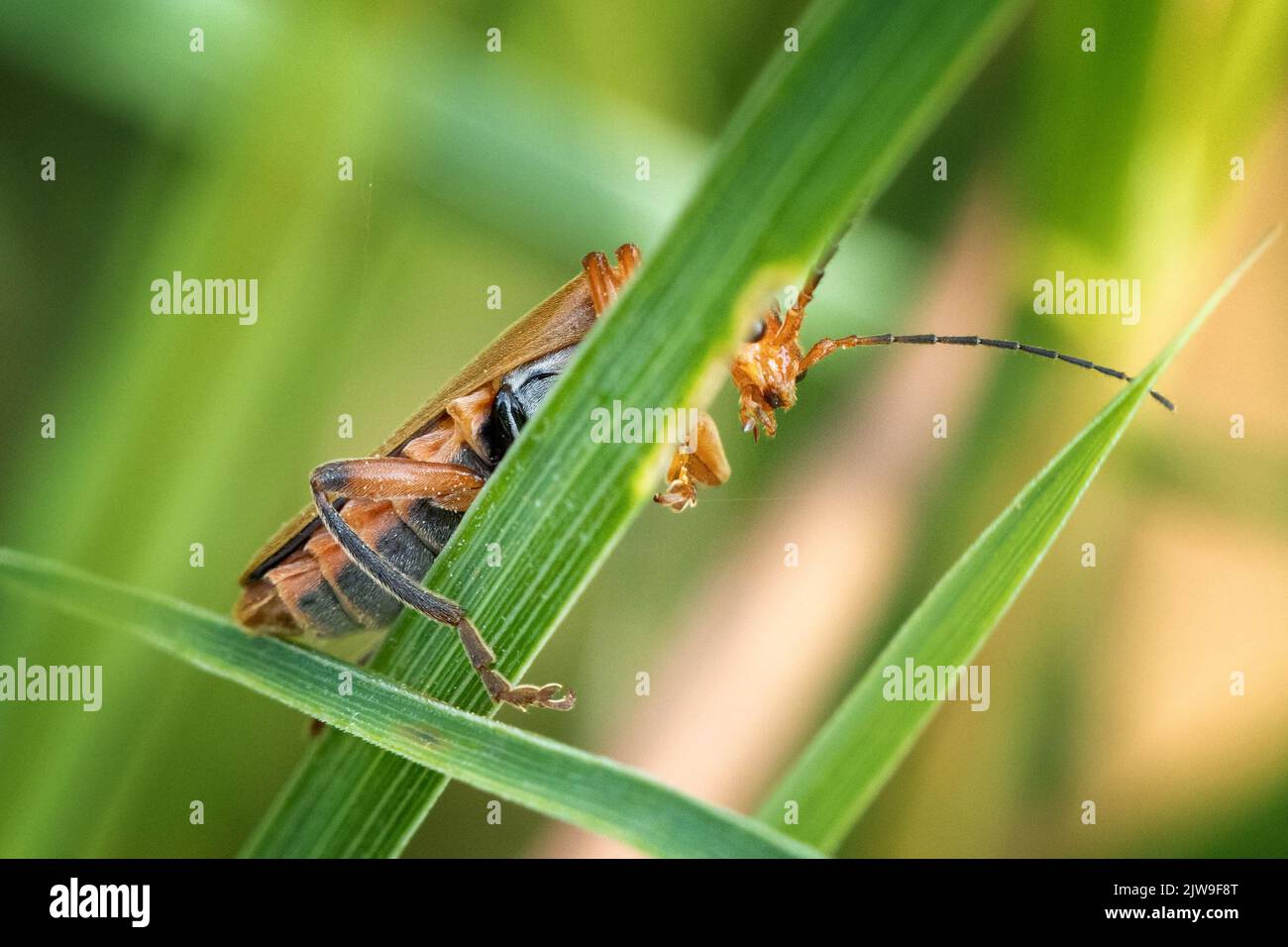 Common soldier beetle Cantharis livida (pale form) peeping out from behind a leaf appearing nervous. UK Stock Photo