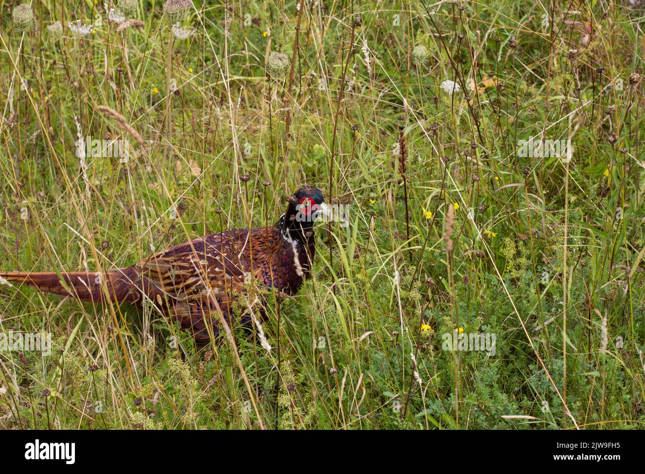 Male pheasant in wild flower meadow Stock Photo