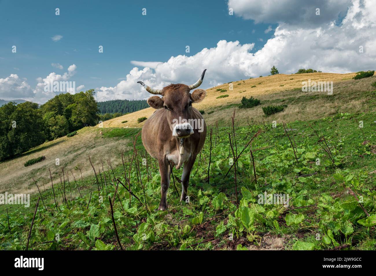 Brown cow with the cowbell on the alpine pasture. Ecologically clean farming in the Carpathian mountains, Ukraine Stock Photo