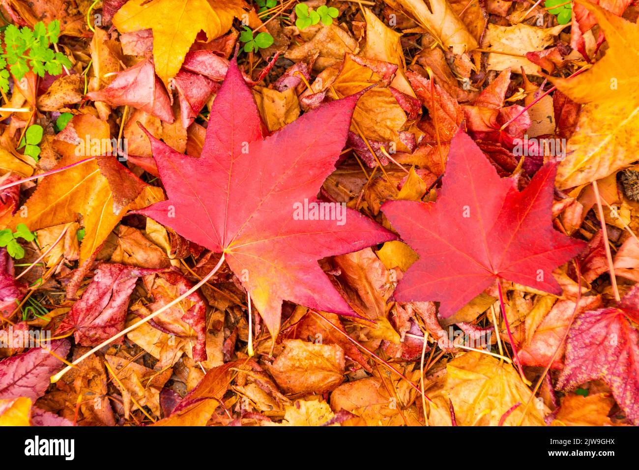 Autumn, colorful leaves of liquidambar lie on the grass and dry leaves of trees. Stock Photo
