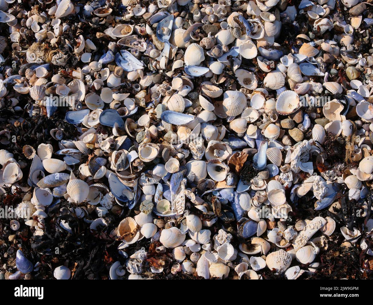 White shells hi-res stock photography and images - Alamy