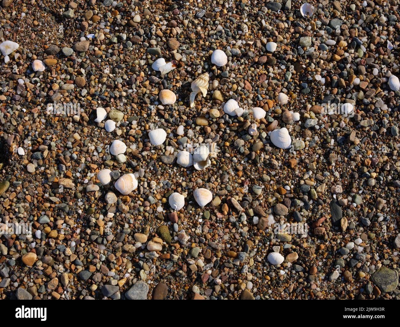 Late afternoon in March, piles of discarded shells grouped together on pebbles on the shore of Loch Fyne in Argyll and Bute Stock Photo