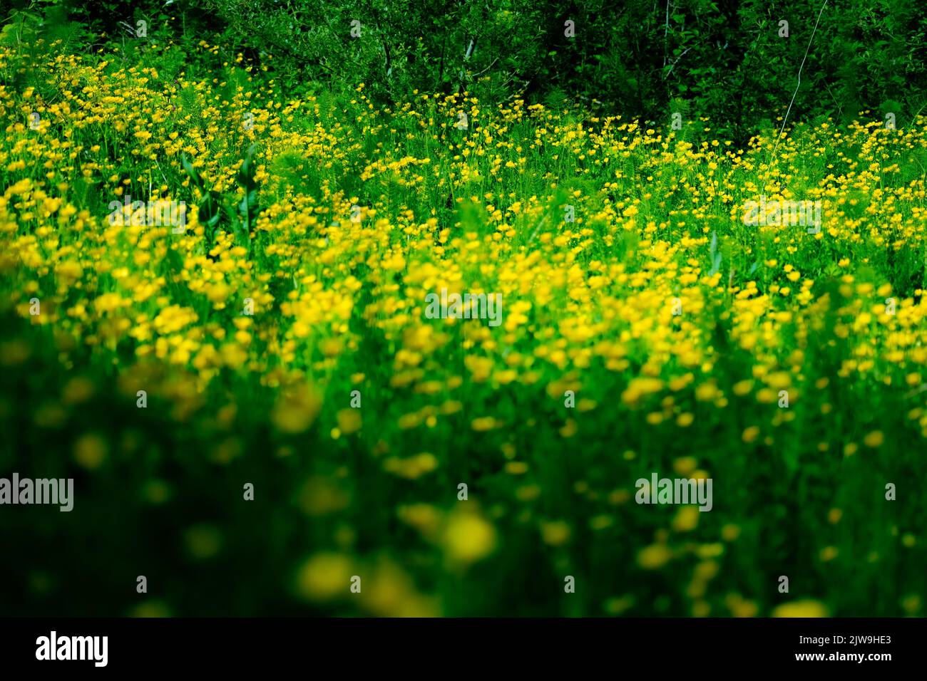 Field buttercup ranunculus acris hi-res stock photography and images ...