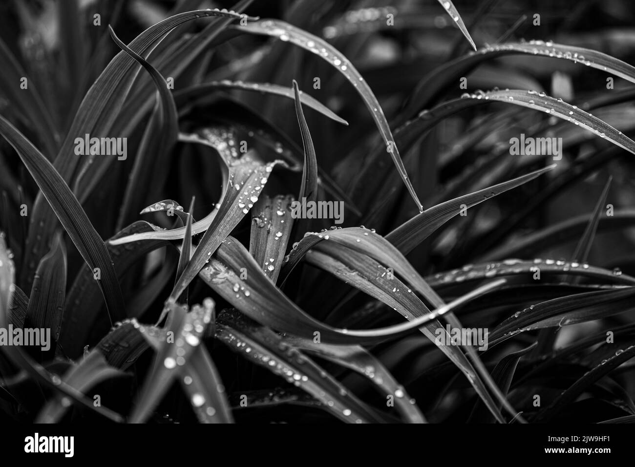 Drops dew on leaves grass Black and White Stock Photos & Images - Alamy